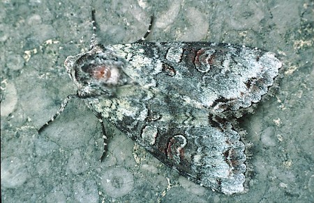 Silvery Arches Polia hepatica