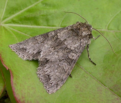 Adult &bull; Iken Cliff, Suffolk &bull; &copy; Paul Kitchener