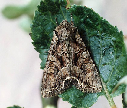 Adult &bull; Littleborough, Lancashire &bull; &copy; Ian Kimber
