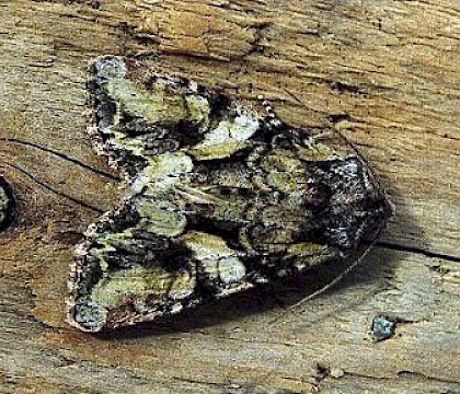 Adult &bull; Gower, Glamorgan &bull; &copy; David Painter