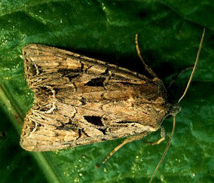 Adult &bull; Gower, Glamorgan &bull; &copy; David Painter