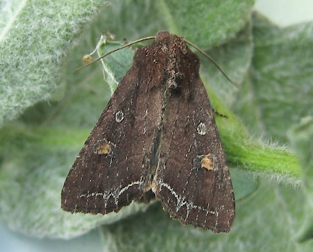 Bright-line Brown-eye Lacanobia oleracea