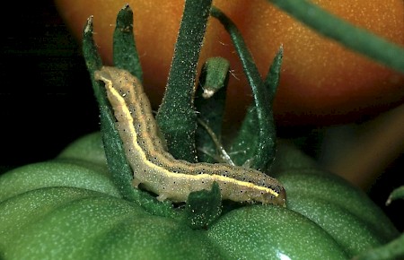 Bright-line Brown-eye Lacanobia oleracea