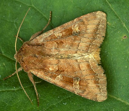 Adult &bull; Dorset &bull; &copy; Paul Harris