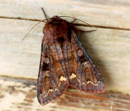 Adult &bull; Littleborough, Lancashire &bull; &copy; Ian Kimber