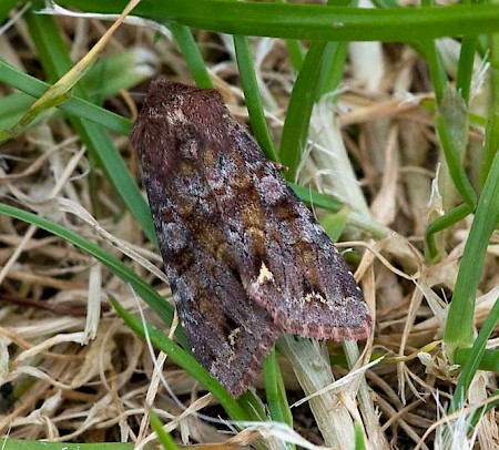 Broom Moth Ceramica pisi