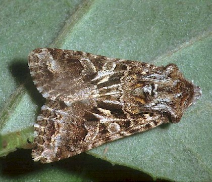 Adult &bull; &copy; David Painter