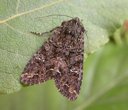 Adult &bull; Littleborough, Lancashire &bull; &copy; Ian Kimber