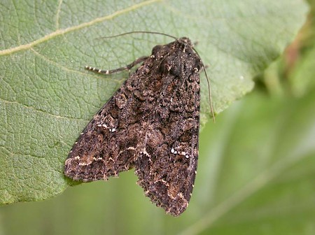 Cabbage Moth Mamestra brassicae