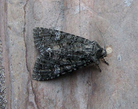 Cabbage Moth Mamestra brassicae