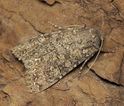 Adult &bull; Gwynedd &bull; &copy; Tristan Bantock