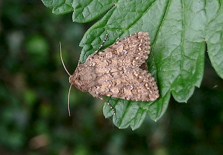 White Colon Sideridis turbida