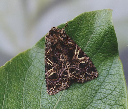 Adult &bull; Littleborough, Lancashire &bull; &copy; Ian Kimber