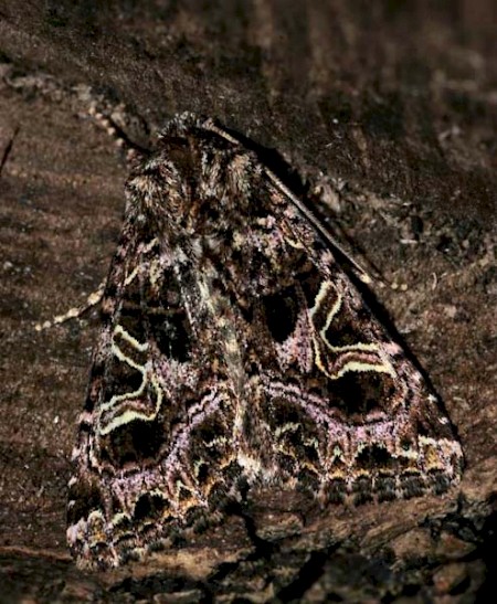 The Campion Sideridis rivularis