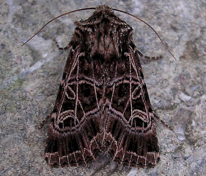 Adult, ssp. hibernica &bull; Ballycotton, Rep. of Ireland &bull; &copy; James Payne