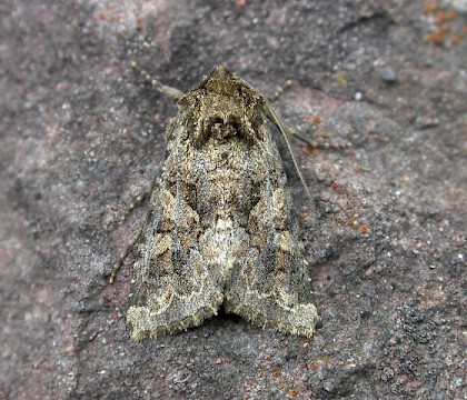 Adult &bull; Brownstown Head, Co. Waterford, Ireland &bull; &copy; Paul Walsh