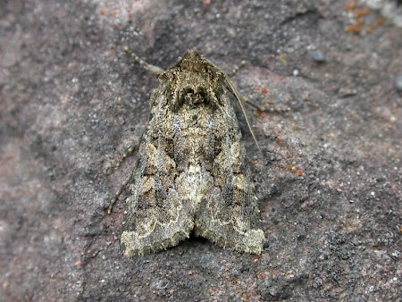 Barrett's Marbled Coronet Conisania andalusica