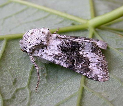 Adult &bull; Littleborough, Lancashire &bull; &copy; Ian Kimber