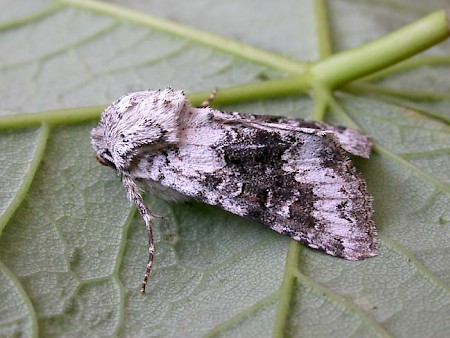 Broad-barred White Hecatera bicolorata