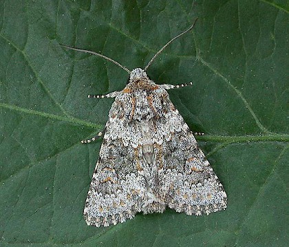 Adult &bull; &copy; Les Hill