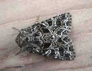 The Lychnis Hadena bicruris