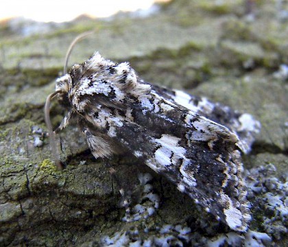 Adult &bull; Orton Waterville, Cambs &bull; &copy; Jonathan Newman