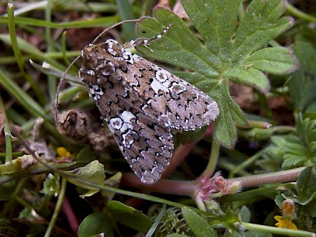 White Spot Hadena albimacula