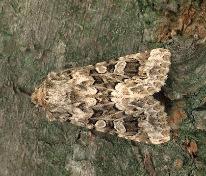 Adult &bull; Dorset &bull; &copy; Paul Harris