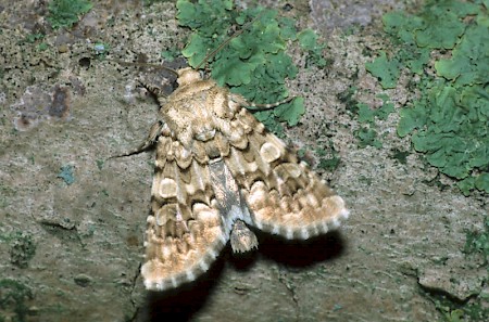 Viper's Bugloss Hadena irregularis