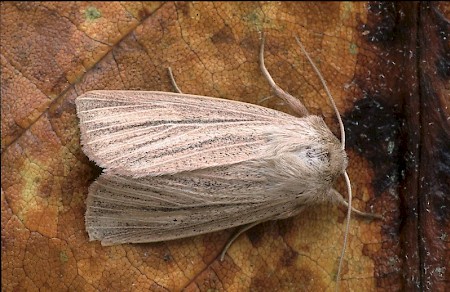 Striped Wainscot Mythimna pudorina