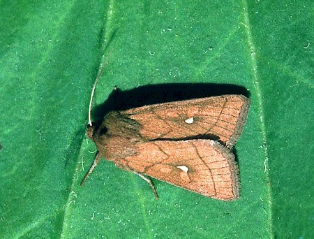 Brown-line Bright-eye Mythimna conigera