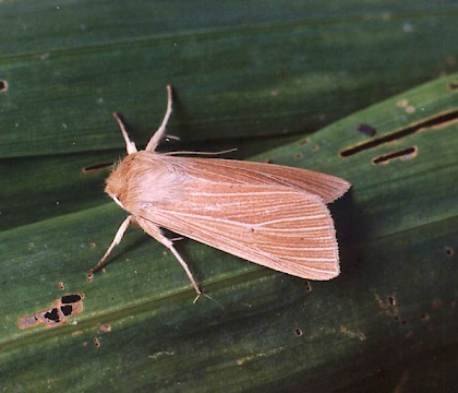 Adult &bull; Bere Alston, Devon &bull; &copy; Ian Kimber