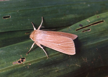 Common Wainscot Mythimna pallens