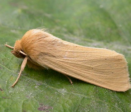 Adult &bull; Iken Cliff, Suffolk &bull; &copy; Paul Kitchener