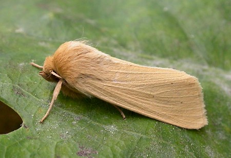 Mathew's Wainscot Mythimna favicolor