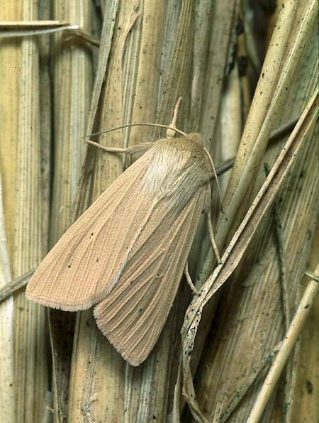 Mathew's Wainscot Mythimna favicolor