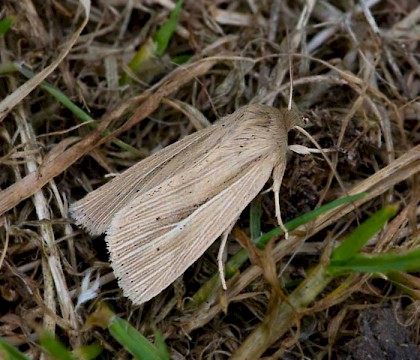 Adult &bull; South Uist, Outer Hebrides &bull; &copy; Chris Johnson