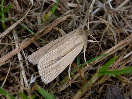 Smoky Wainscot Mythimna impura