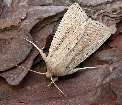 Adult &bull; Iken, Suffolk &bull; &copy; Paul Kitchener