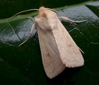 Adult &bull; St. Agnes, Isles of Scilly &bull; &copy; Tony Davison