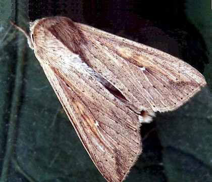 Adult &bull; Gower, Glamorgan &bull; &copy; David Painter