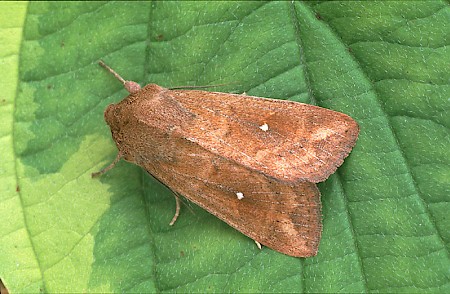 White-point Mythimna albipuncta