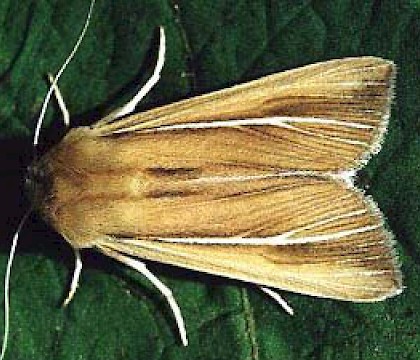 Adult &bull; Gower, Glamorgan &bull; &copy; David Painter