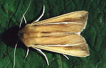 Shore Wainscot Mythimna litoralis