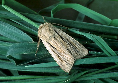 Shoulder-striped Wainscot Leucania comma