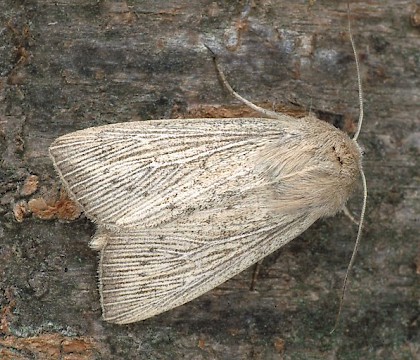 Adult &bull; Dorset &bull; &copy; Paul Harris