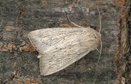 Obscure Wainscot Leucania obsoleta