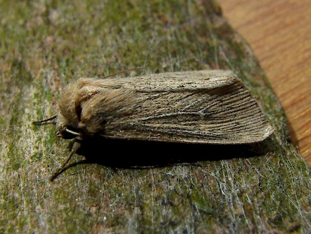 Obscure Wainscot Leucania obsoleta