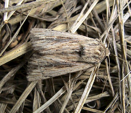 Adult &bull; Berry Head, Devon &bull; &copy; John Walters