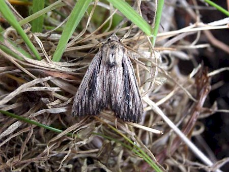 Devonshire Wainscot Leucania putrescens